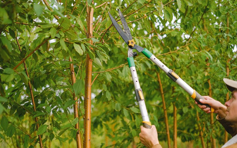 Tree trimming in Beavercreek, OR
